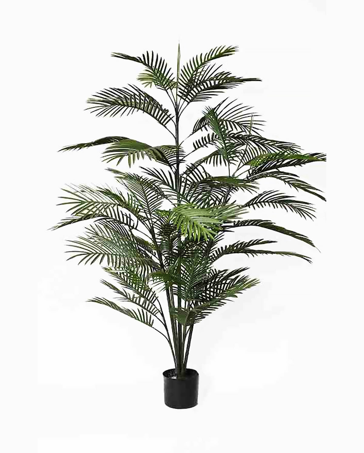 P3031-ARECA PALM