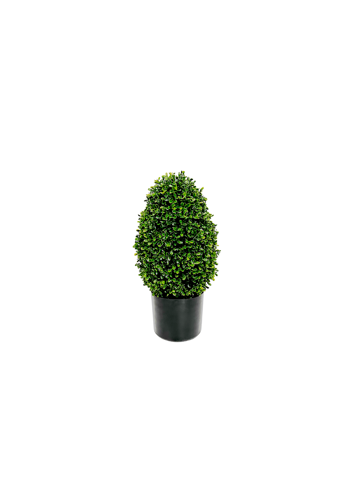 P3056-GYPSOPHILA
