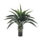 P3501N-AGAVE PLANT