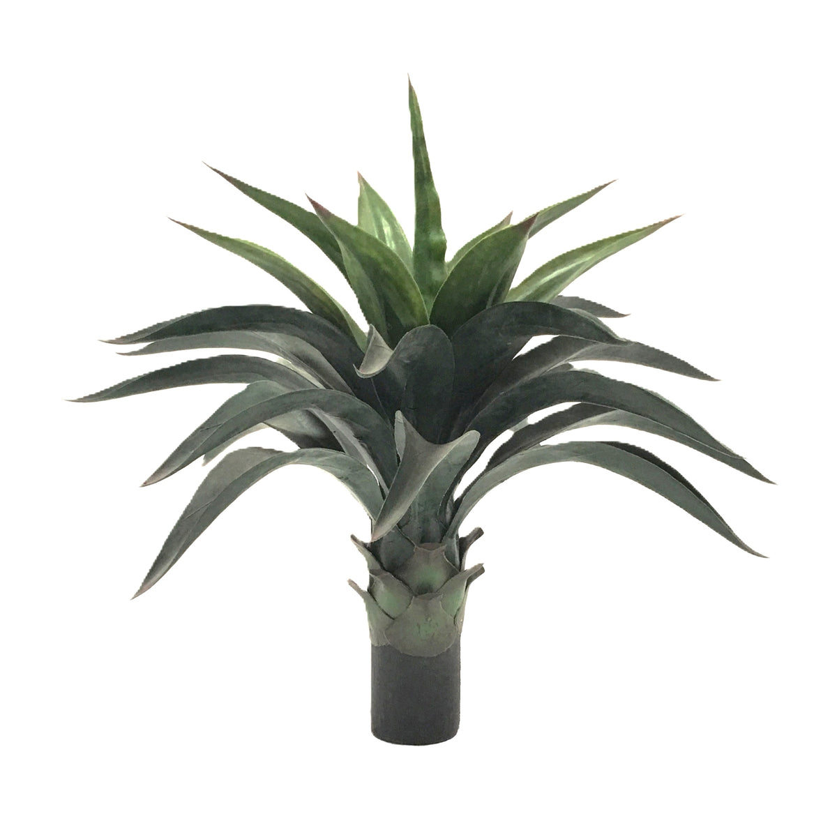 P3501N-AGAVE PLANT