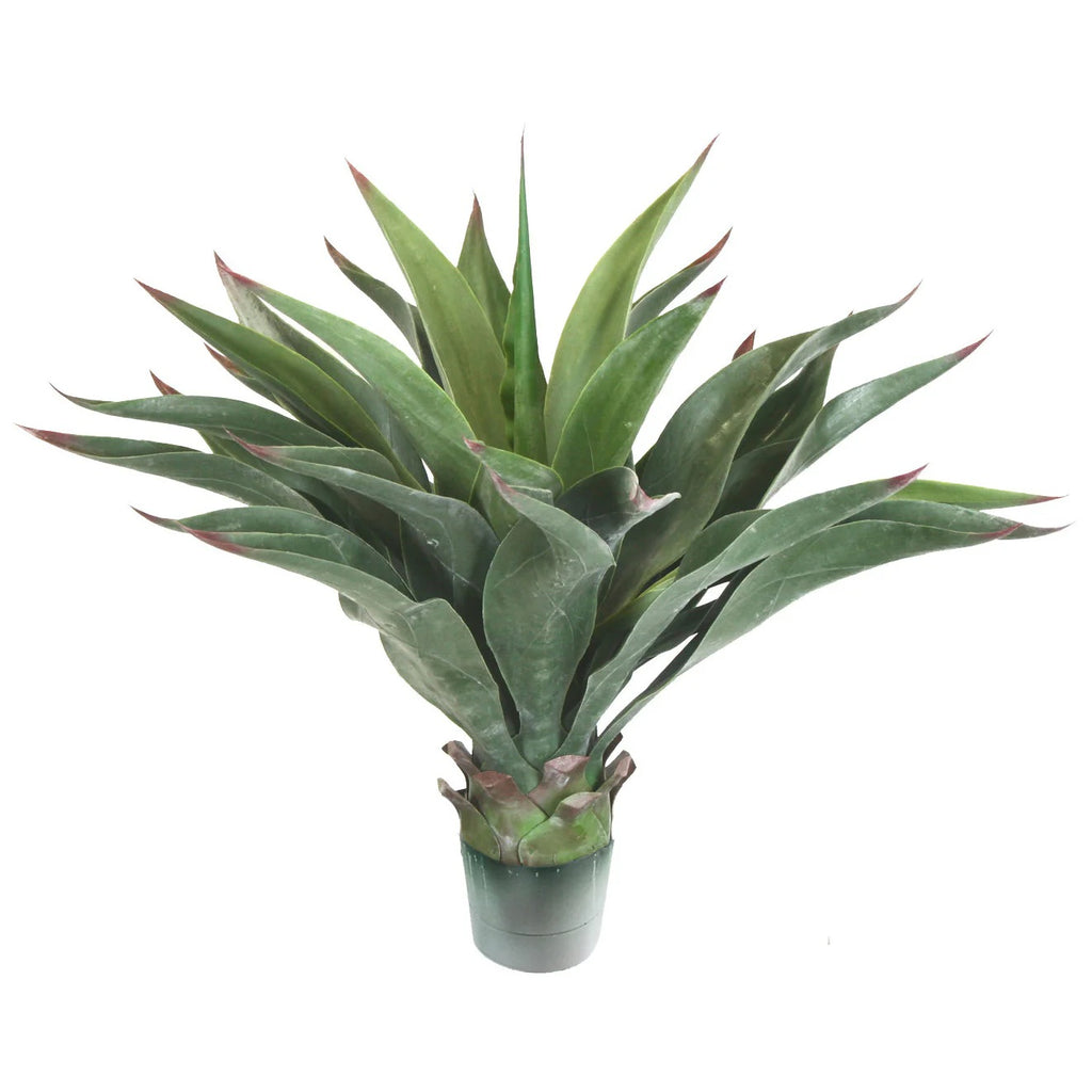 P3502N-AGAVE PLANT