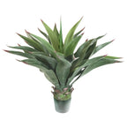 P3502N-AGAVE PLANT