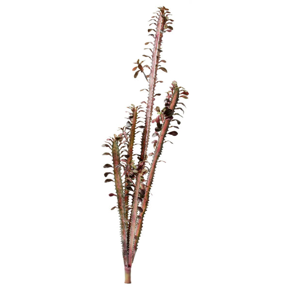 P4245 -  RUSCUS BRANCH x 480LVS