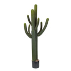 WHISKER CACTUS