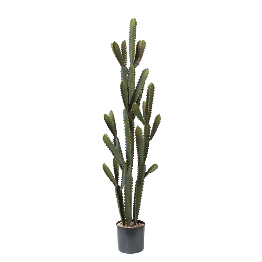P6102-SILVER CACTUS