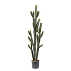 P6102-SILVER CACTUS