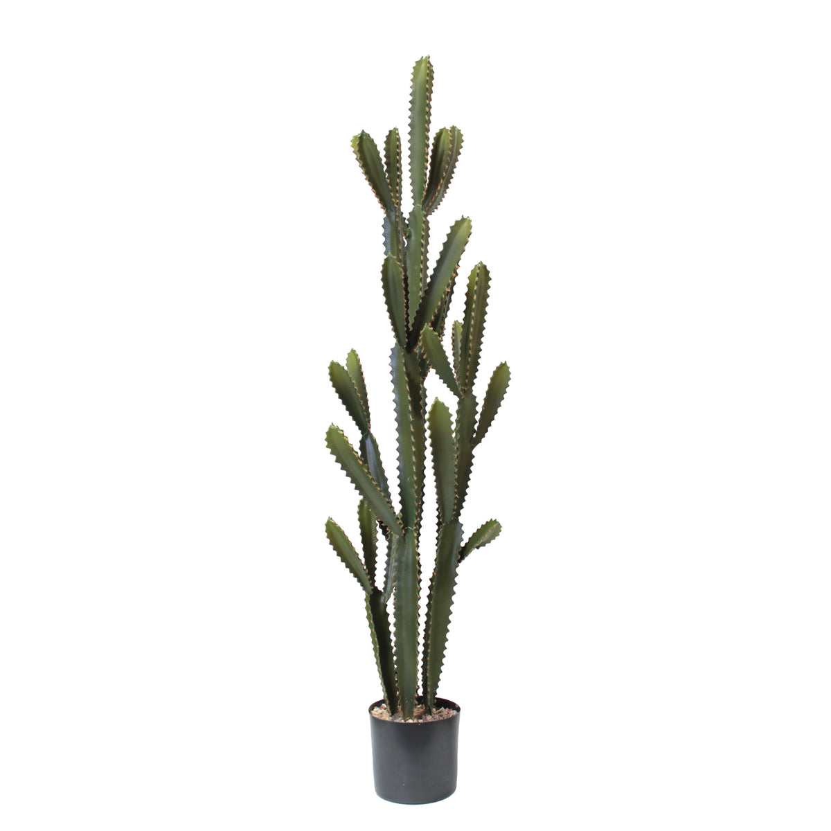 P6102-SILVER CACTUS