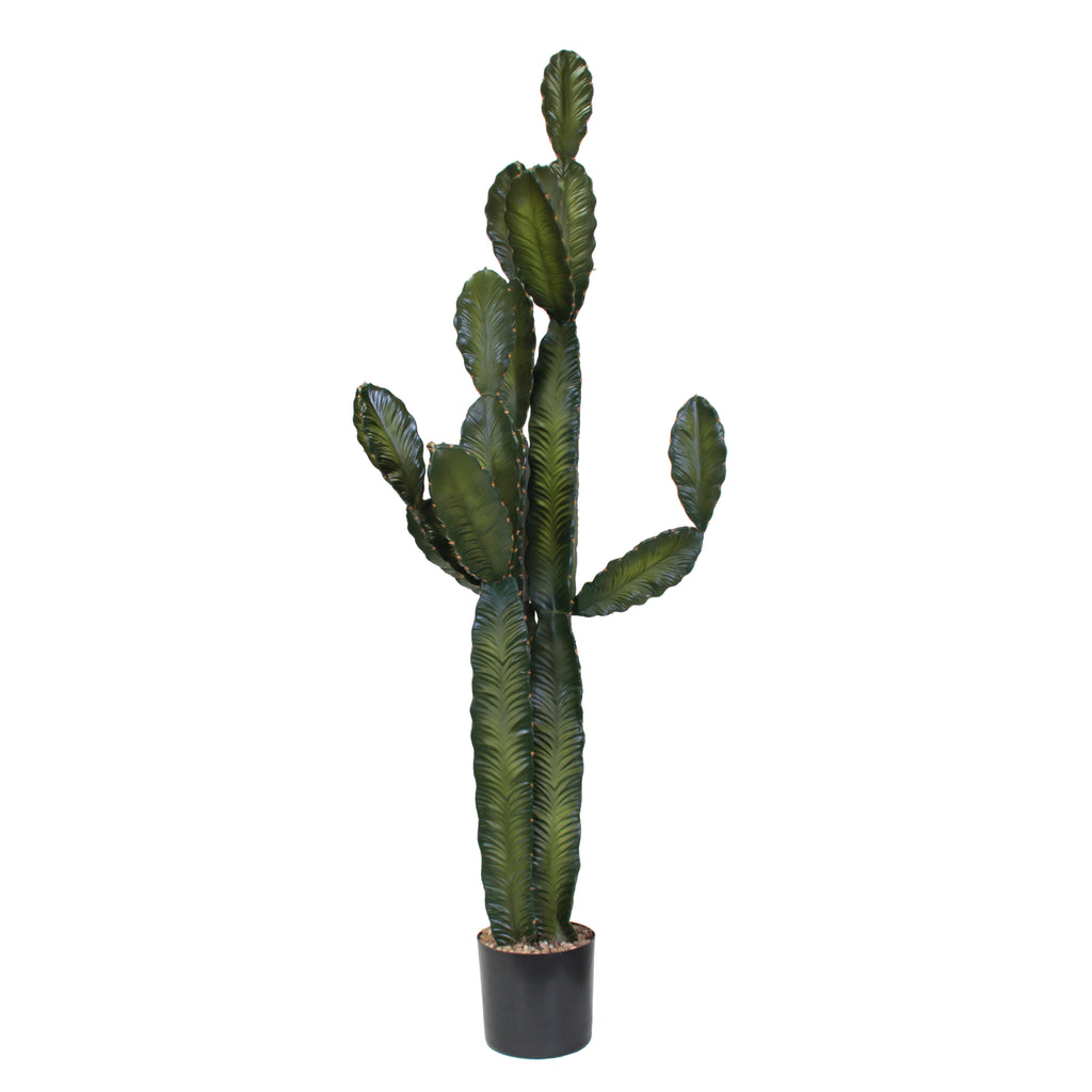 P6103-CACTI