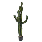 P6103-CACTI