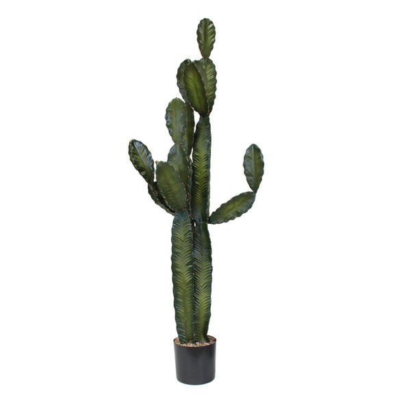 P6103-CACTI