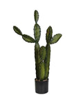 P6103-CACTI