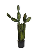 P6103-CACTI