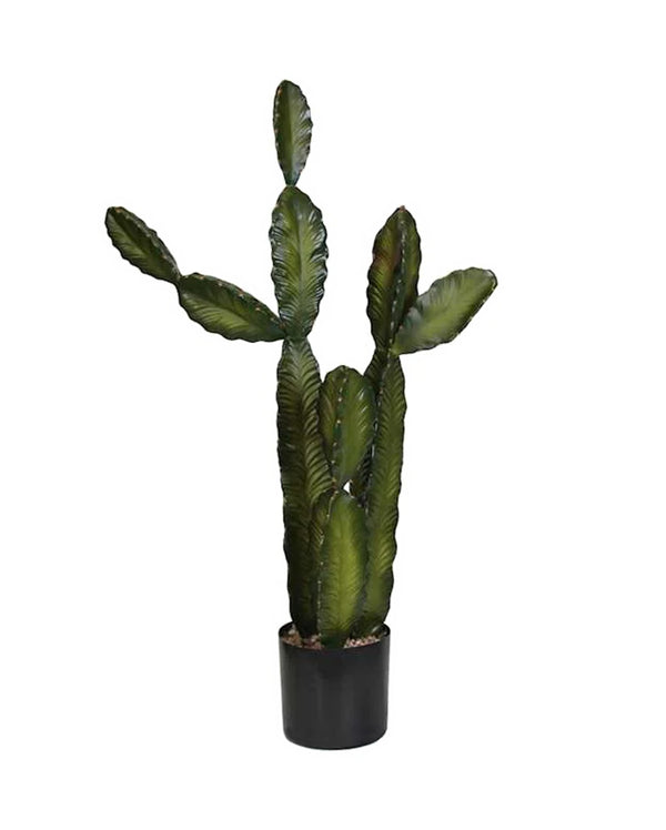 P6103-CACTI
