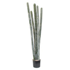 P6104-COLUMNAR CACTI