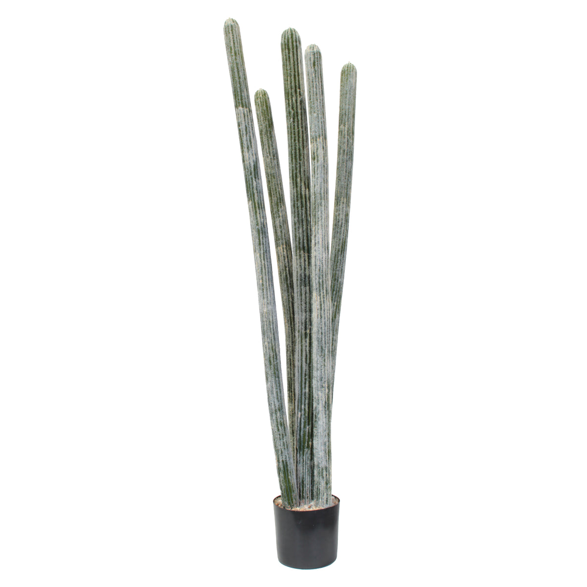 P6104-COLUMNAR CACTI