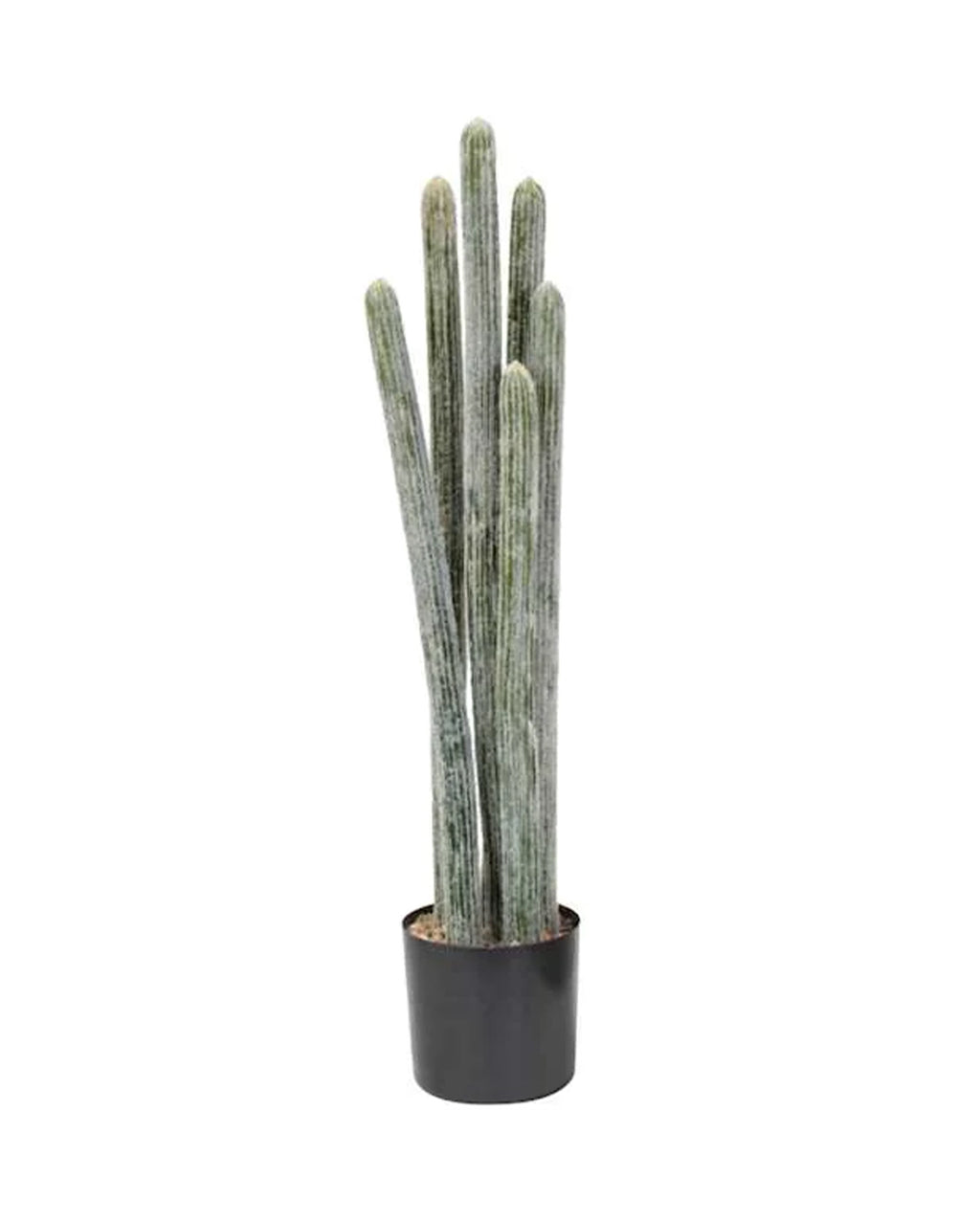 P6104-COLUMNAR CACTI