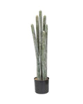 P6104-COLUMNAR CACTI