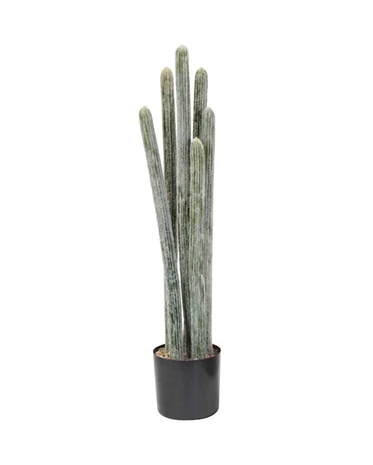 P6104-COLUMNAR CACTI