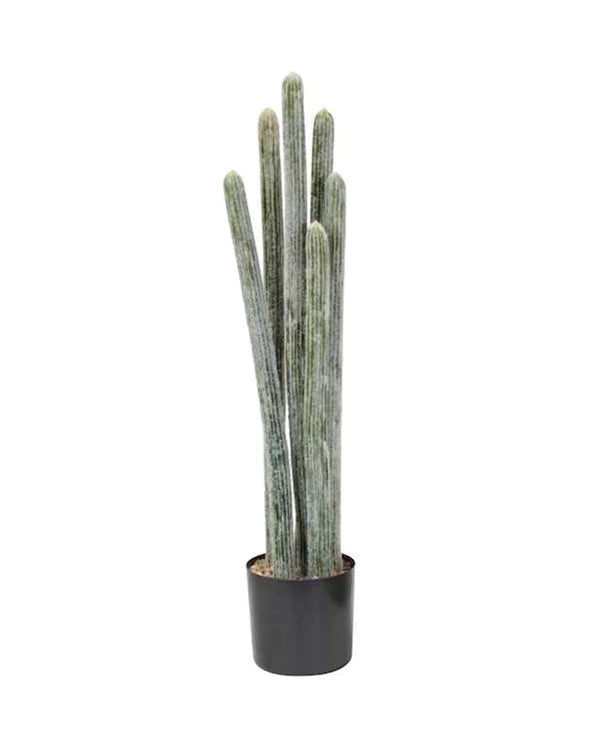 P6104-COLUMNAR CACTI