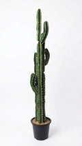 P6107-6 UV RESISTANT EUPHORBIA / CANDELARBRA CACTUS