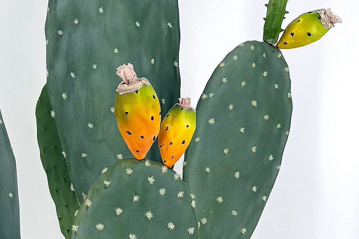 P6108-4.5  UV PRICKLY PEAR CACTUS