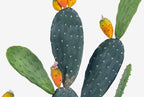 P6108-4.5  UV PRICKLY PEAR CACTUS