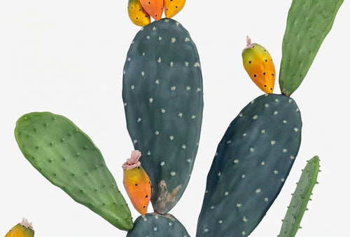 P6108-4.5  UV PRICKLY PEAR CACTUS