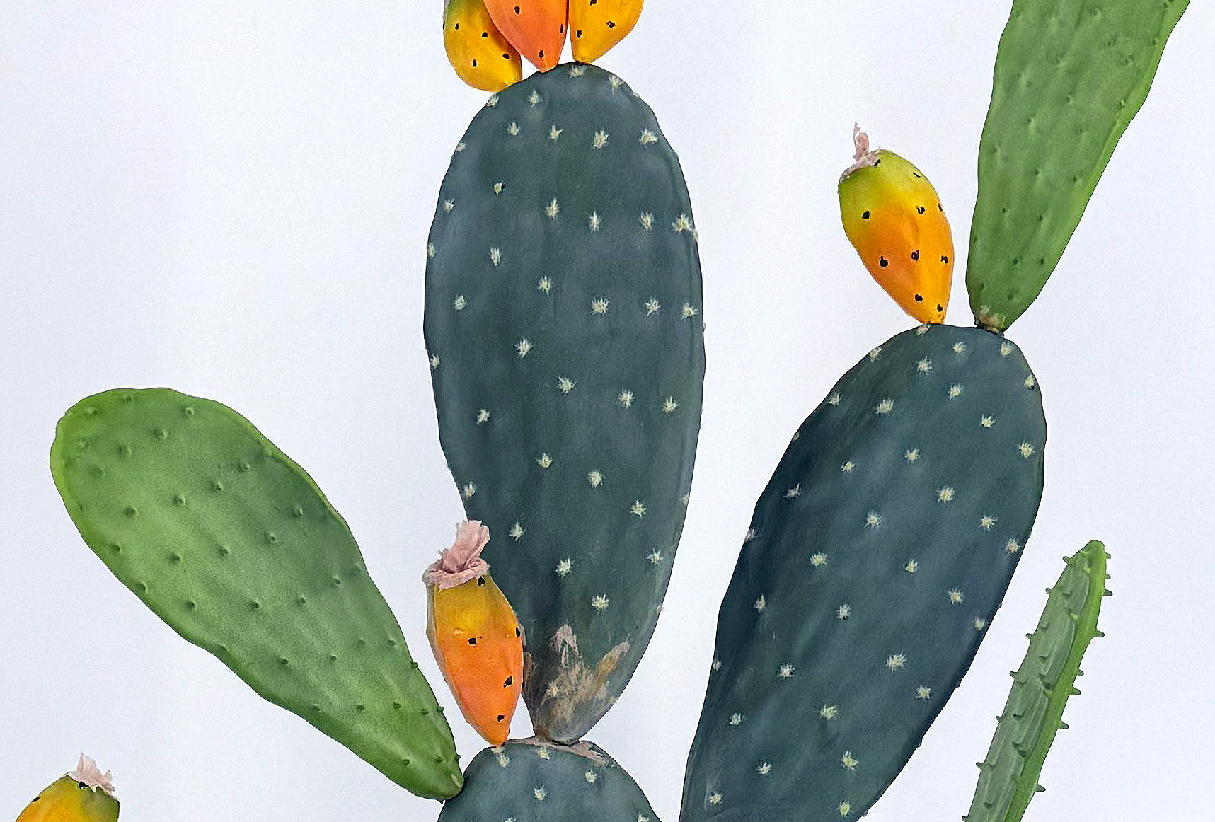 P6108-4.5  UV PRICKLY PEAR CACTUS