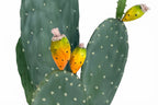 P6108-4.5  UV PRICKLY PEAR CACTUS