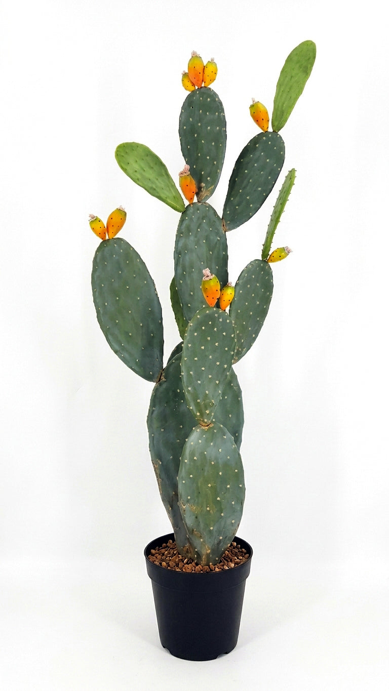 P6108-4.5  UV PRICKLY PEAR CACTUS
