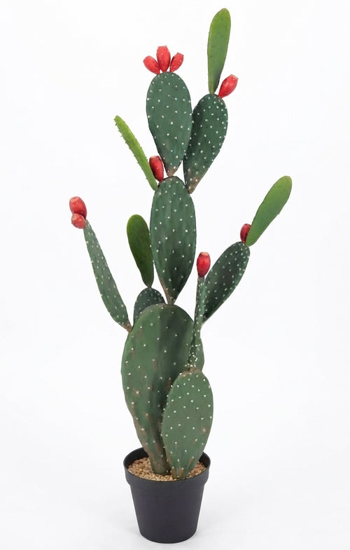 P6108-4.5  UV PRICKLY PEAR CACTUS