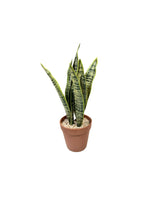 P6113 TRIFASCIATA IN PLACTIC POT