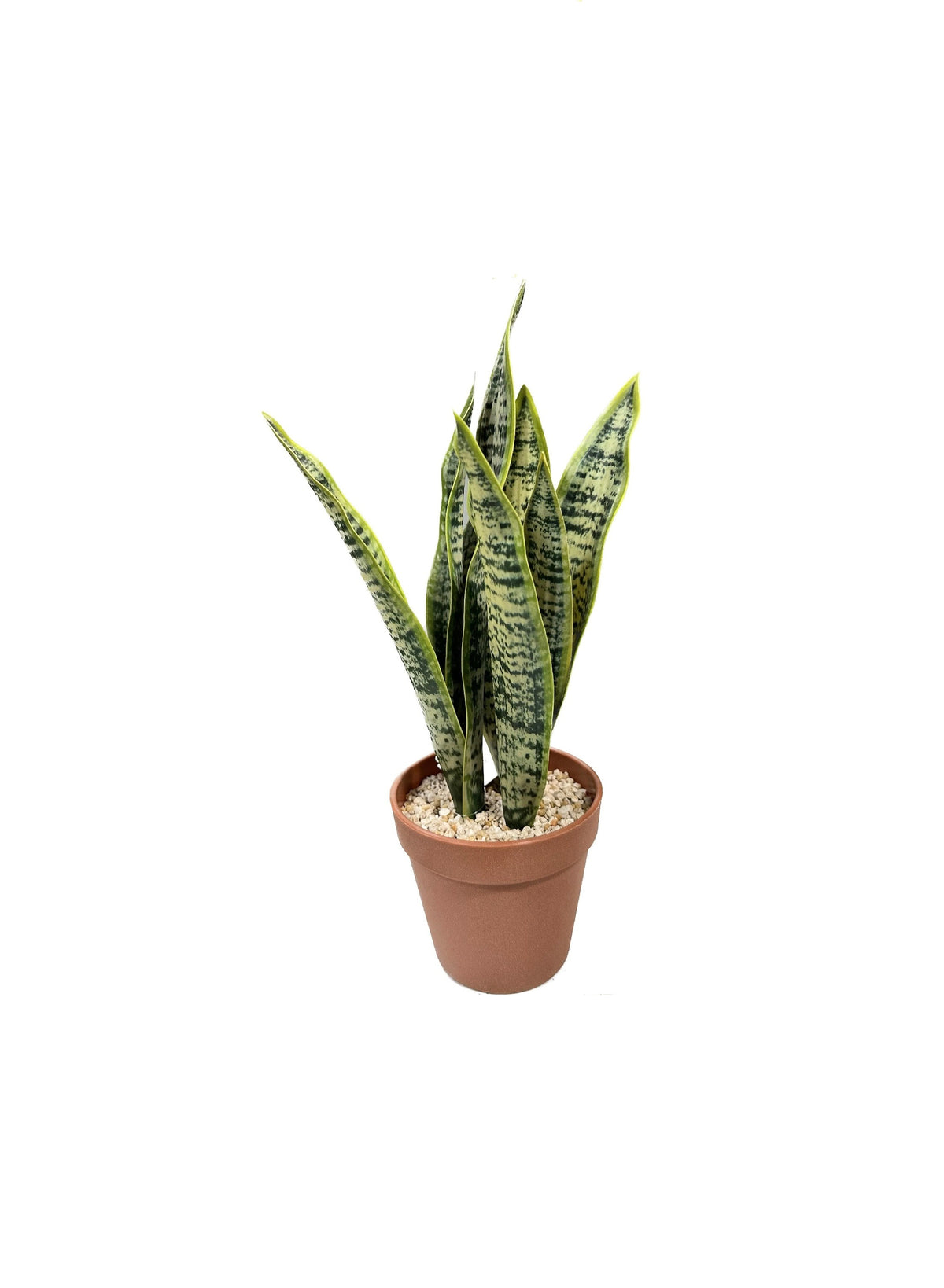 P6113-12 TRIFASCIATA IN PLACTIC POT - GREEN YELLOW