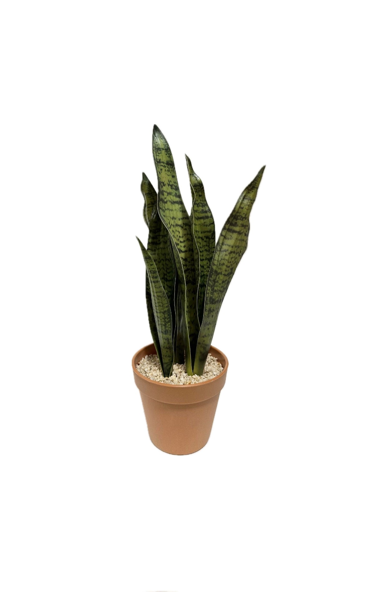 P6113 TRIFASCIATA IN PLACTIC POT