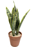 P6113-TRIFASCIATA IN PLACTIC POT - GREEN YELLOW