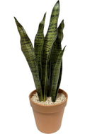 P6113-TRIFASCIATA IN PLACTIC POT - GREEN
