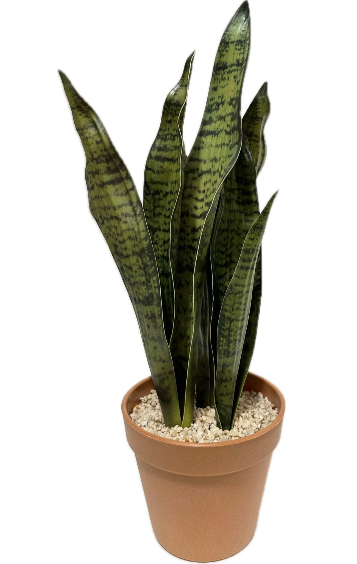 P6113-TRIFASCIATA IN PLACTIC POT - GREEN