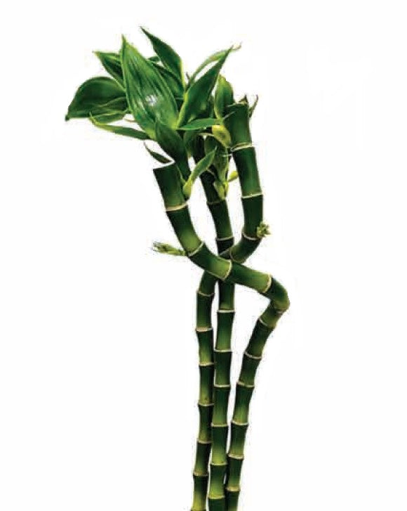 P6138-LUCKY BAMBOO PIECES
