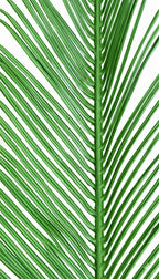 PP2014 - RESISTANT PALM FROND