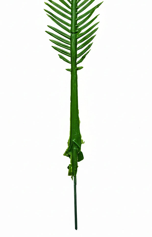 PP2014 - RESISTANT PALM FROND