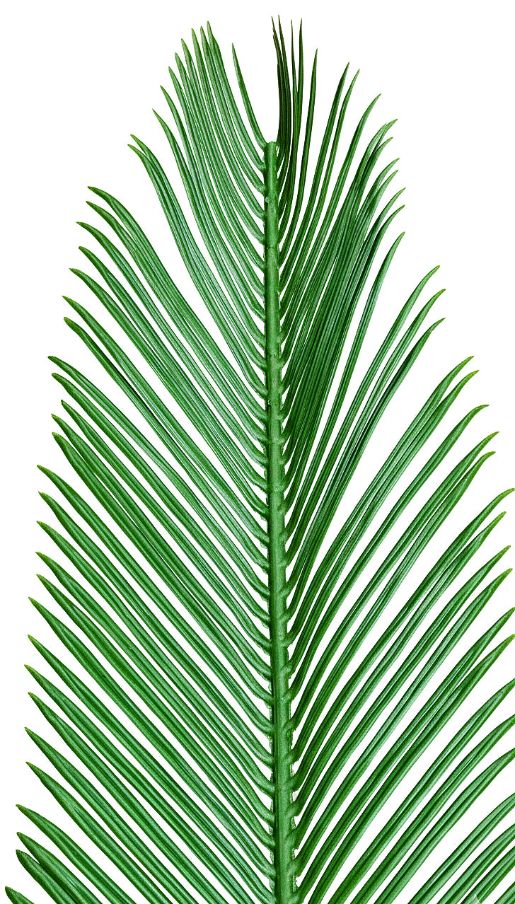 PP2014 - RESISTANT PALM FROND