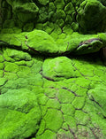 PP4025-STONE MOSS MAT