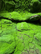 PP4025-STONE MOSS MAT