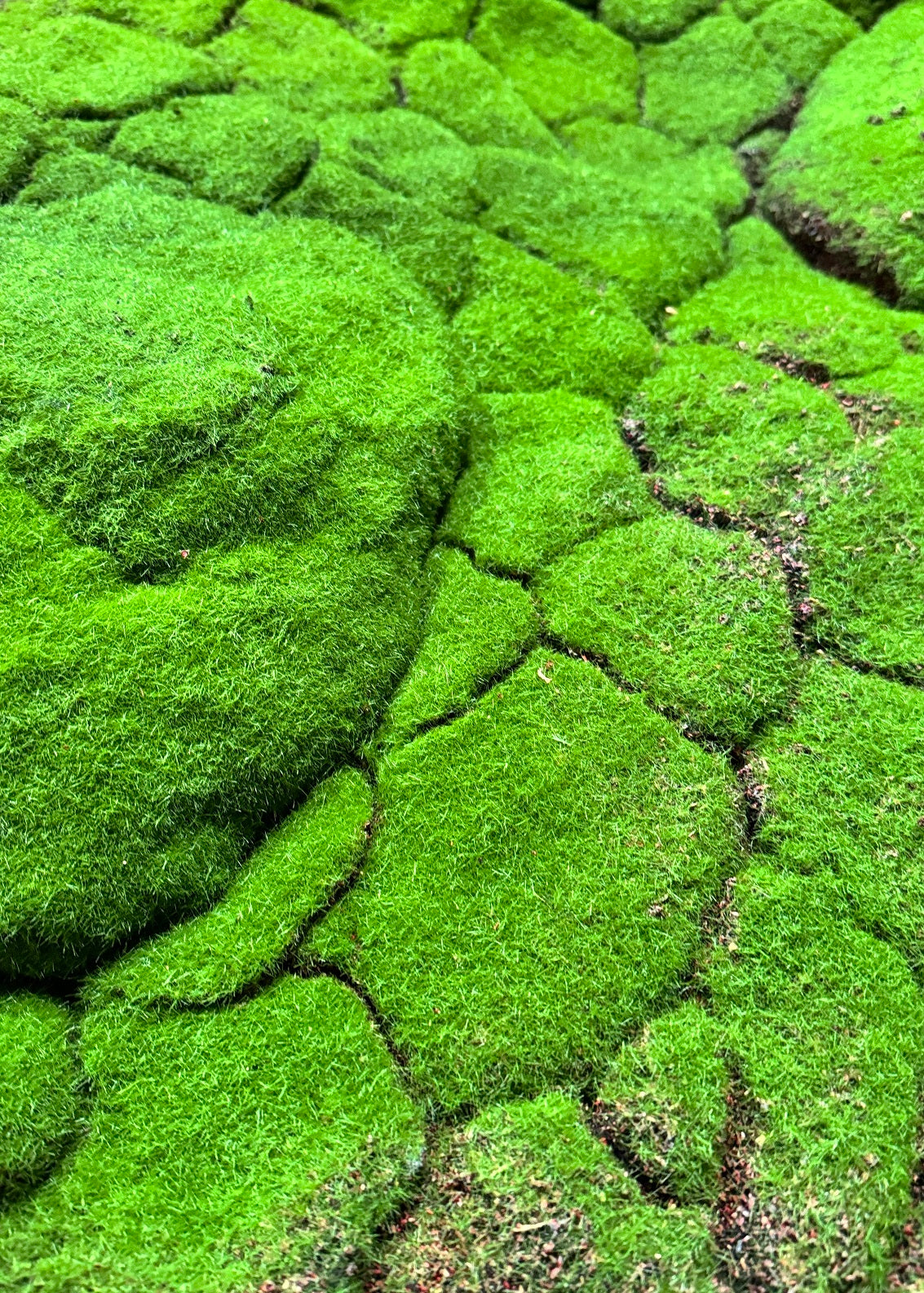 PP4025-STONE MOSS MAT