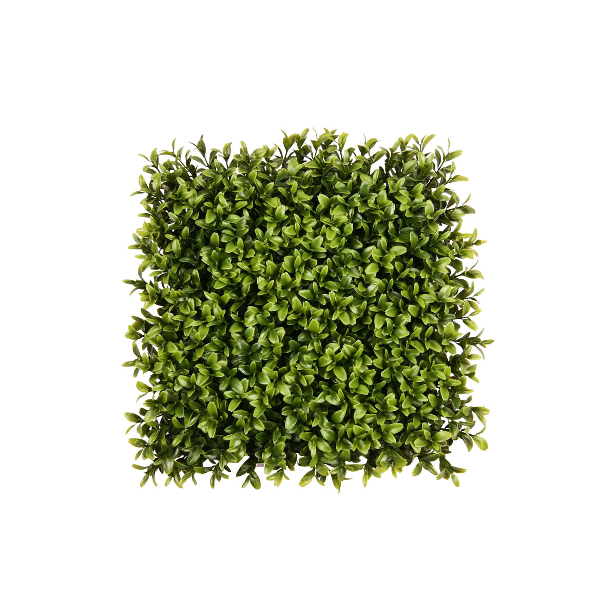 PP4036MT-SQUARE NEW BOXWOOD MAT