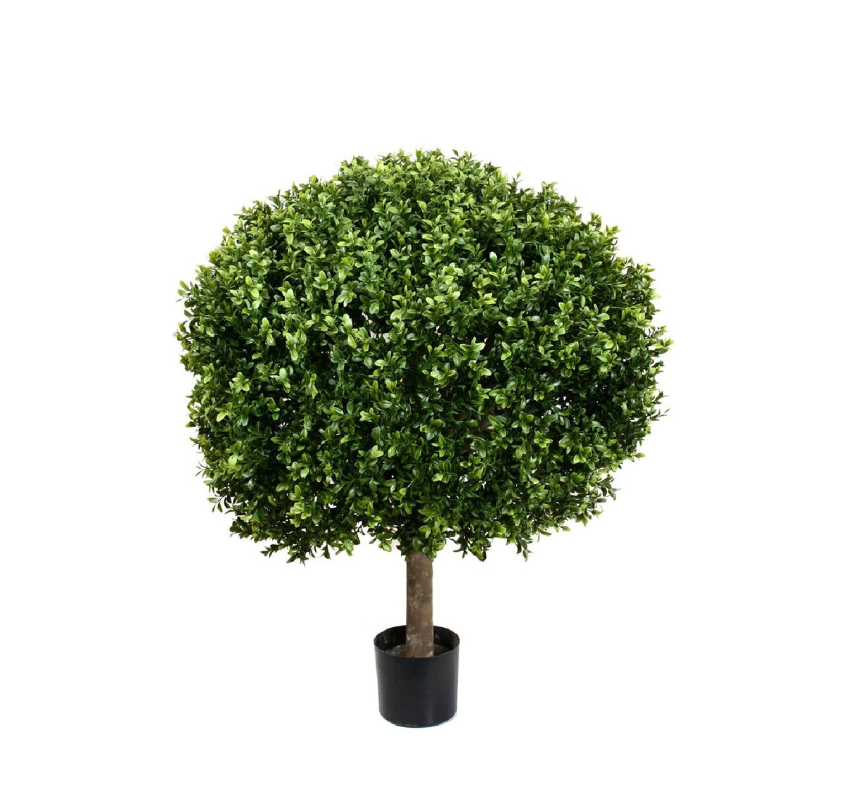 PP4036B-BOXWOOD BALL