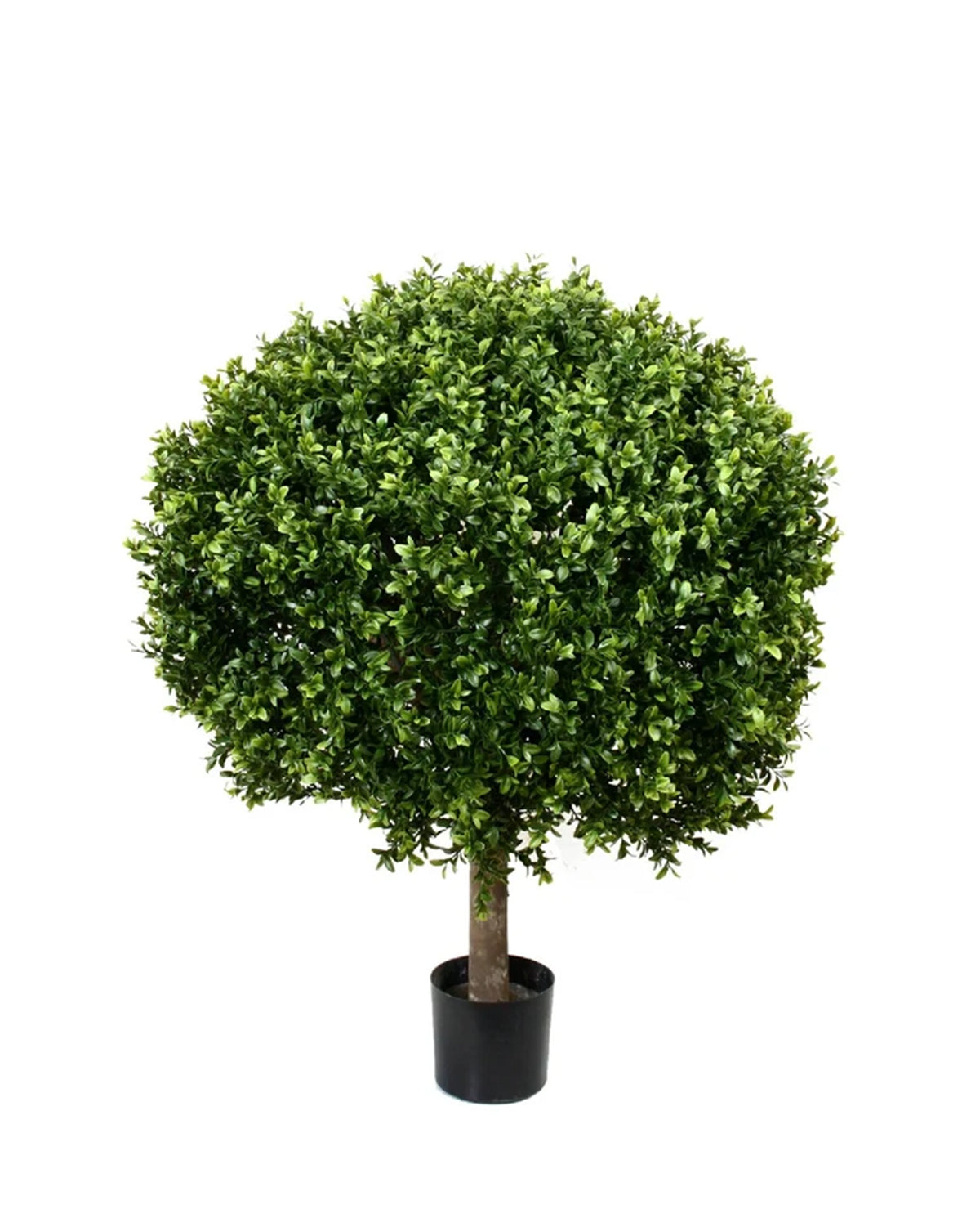 PP4036B-BOXWOOD BALL