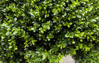 PP4036B-BOXWOOD BALL