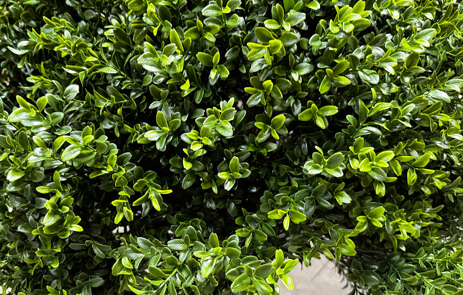 PP4036B-BOXWOOD BALL