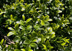 PP4036B-BOXWOOD BALL